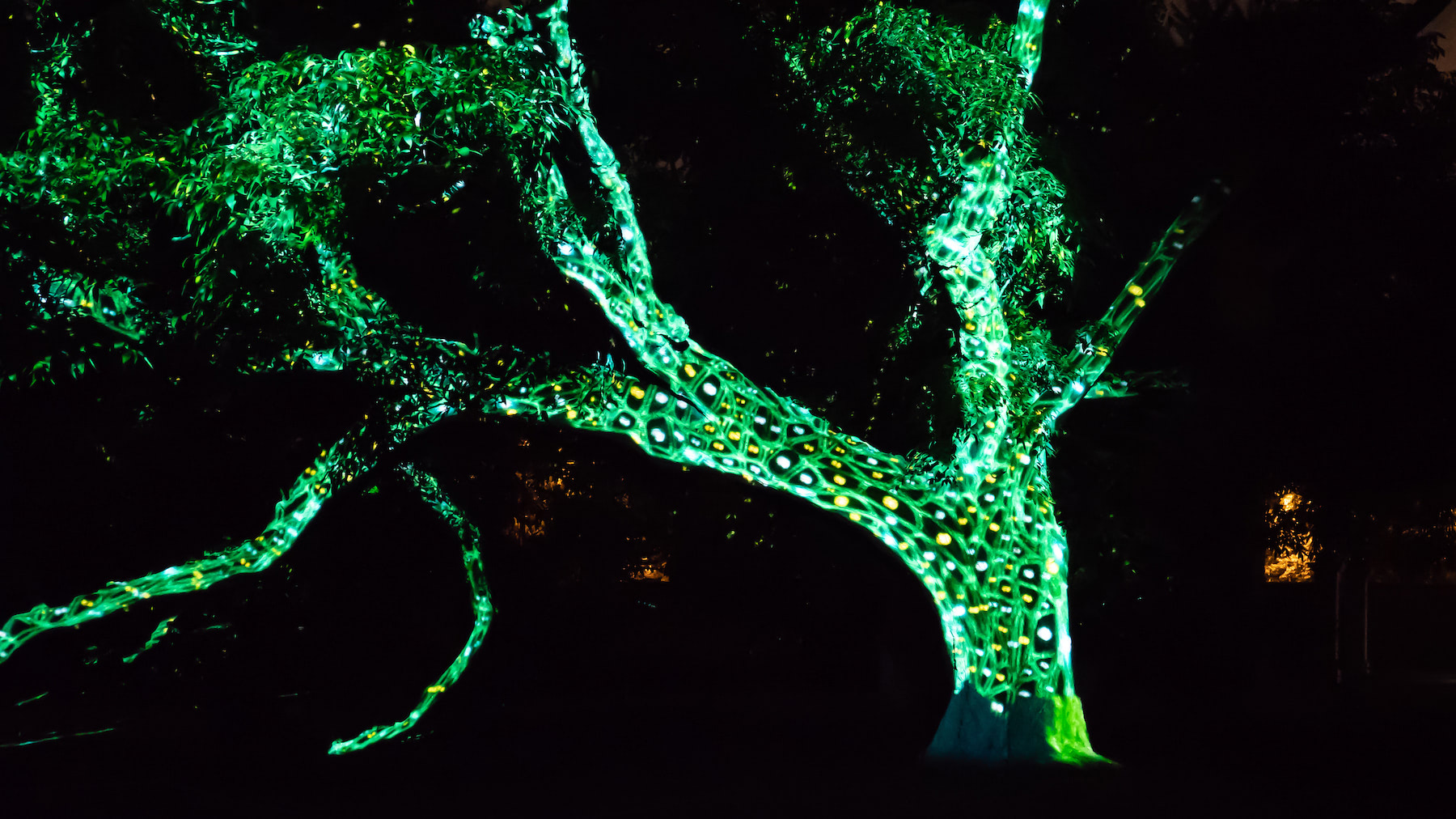 Light projection technology integrated by AVI Systems displays on a tree at Missouri Botanical Garden | AVI Systems